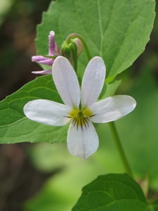 Viola canadensis